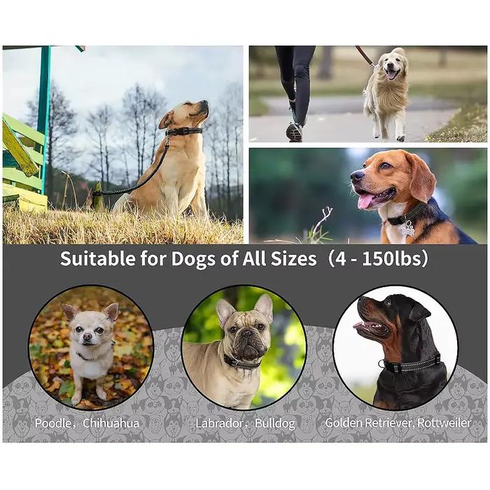 Sangle de remplacement pour collier de chien