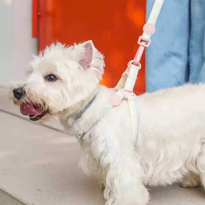 Collier pour chien à blocs de couleurs irisées et harnais confortable