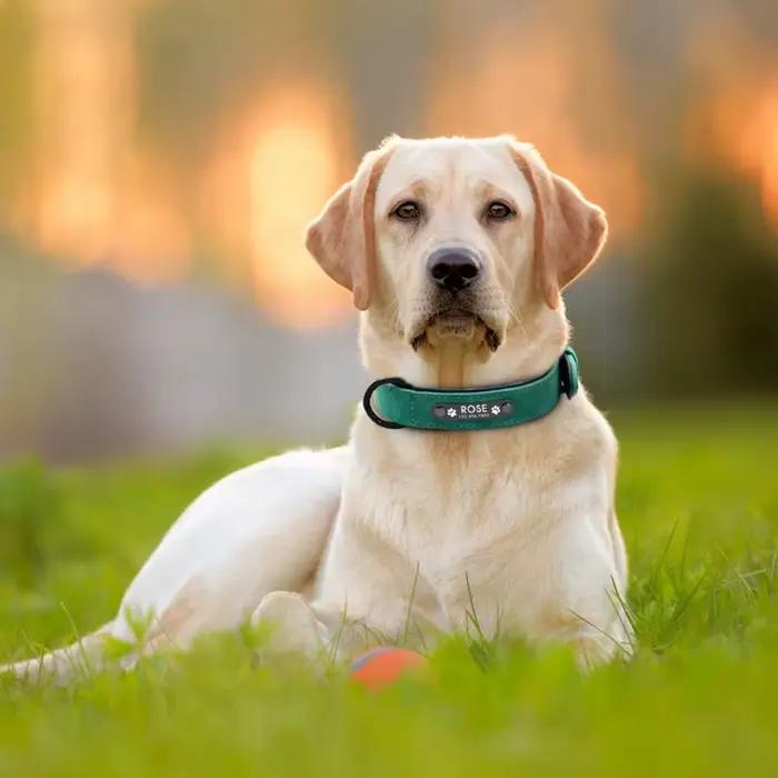 Étiquettes d'identification de nom personnalisées colliers de chien nom de texte personnalisé collier