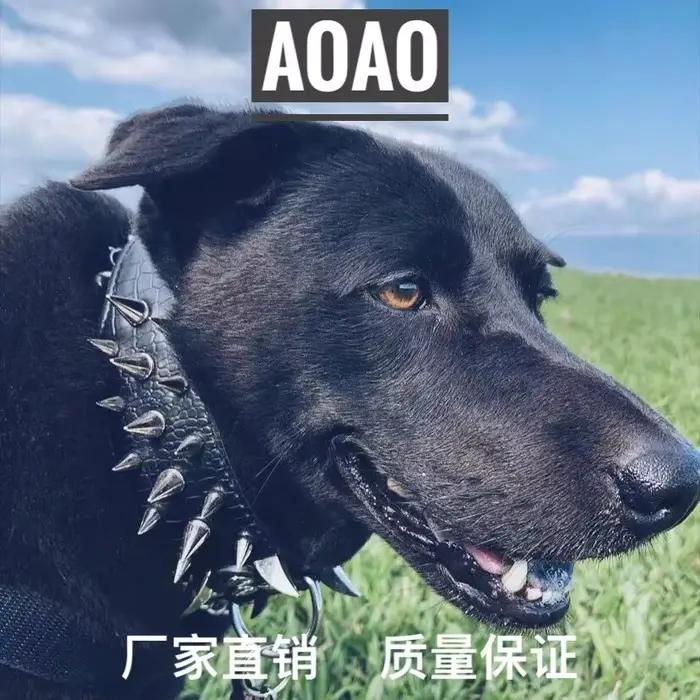 Collier pour chien de grande et moyenne taille