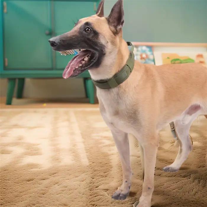 Collier d'entraînement pour chien réglable et pratique