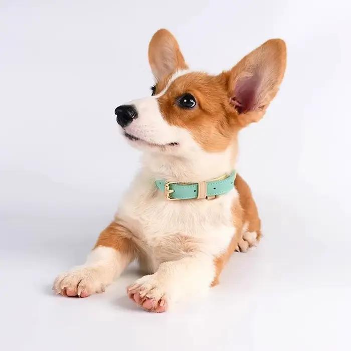 Collier pour chien, anneau de cou Anti-perte et Anti-éclaboussures en cuir
