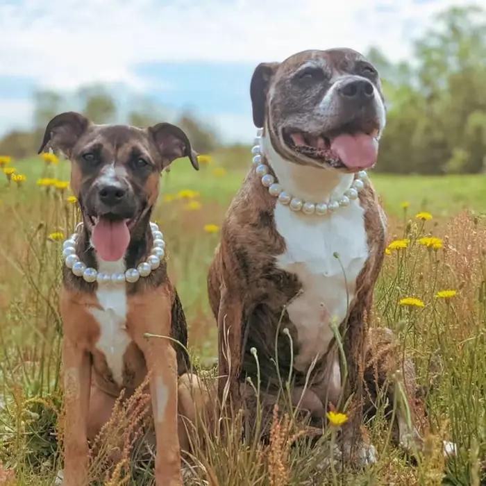 Collier de Chien Réglable en Acier Inoxydable Robuste et Durable