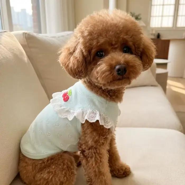 Gilet en dentelle pour chien à col volanté
