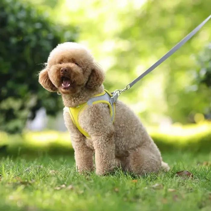 Ensemble de harnais pour chiot