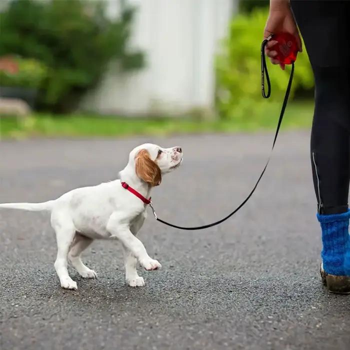 Mini laisse rétractable pour petit chien