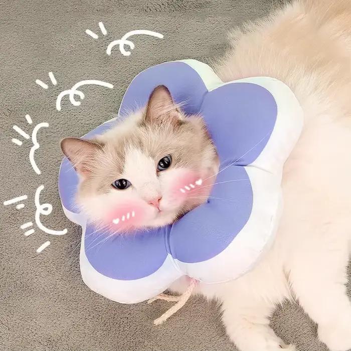 Couvre-tête de chat collier élisabéthain toilettage bain anti-léchage anti-rayures