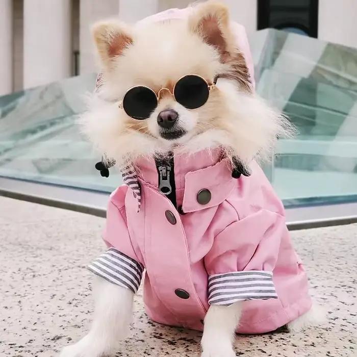 Manteau imperméable et coupe-vent de haute qualité pour chiens de petite
