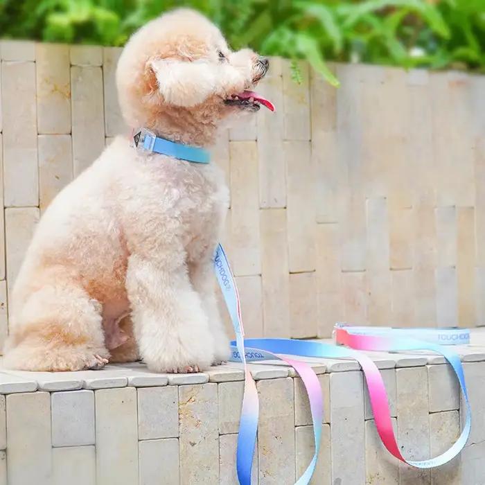 Ensemble de laisse de collier de chien Ombré irisé
