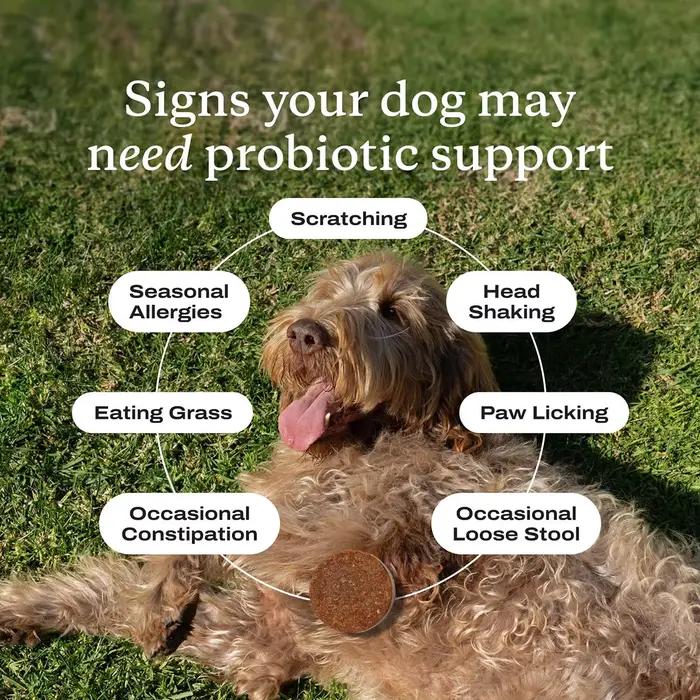 Probiotiques à Mâcher pour Chiens - Probiotiques pour la Santé Intestinale, Diarrhée Occasionnelle, Santé Digestive et Allergies Saisonnières, Saveur de Bœuf