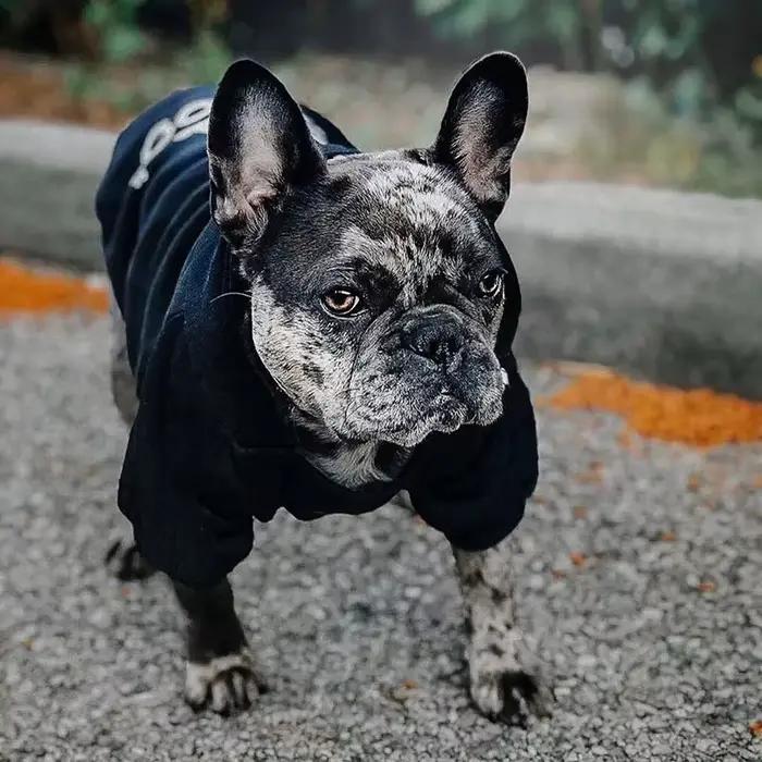 Sweat-shirts pour chiens de compagnie