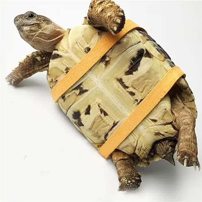 Laisse d'escalade pour animaux de compagnie