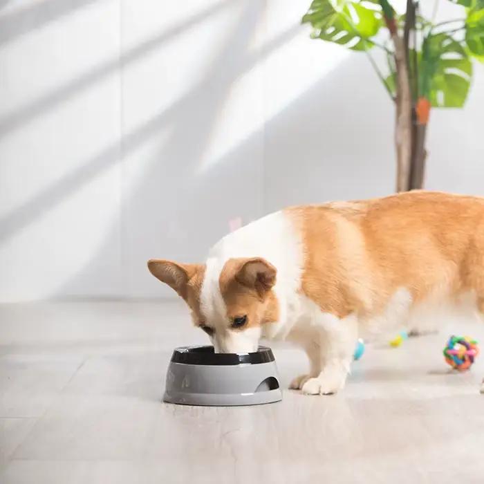 Gamelle flottante en plastique pour animaux de compagnie