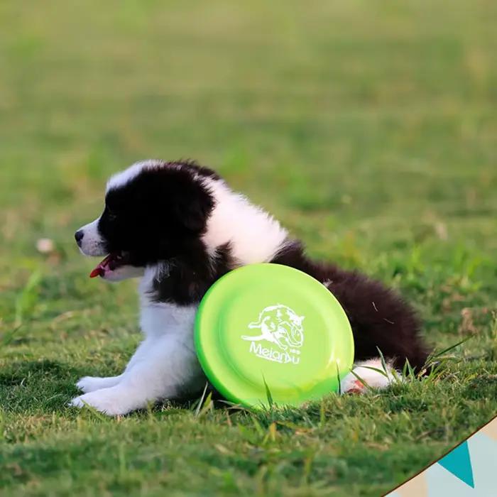 Disque d'entraînement pour chien-animal de compagnie durable pour la formation des chiots et des chiens adultes
