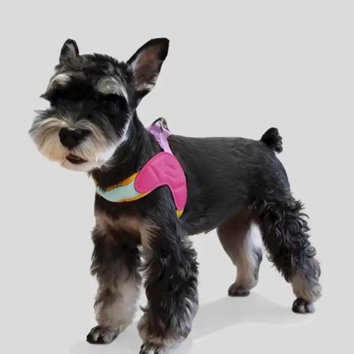 Harnais pour chien en forme de Y pour petit chien Shiba Inu