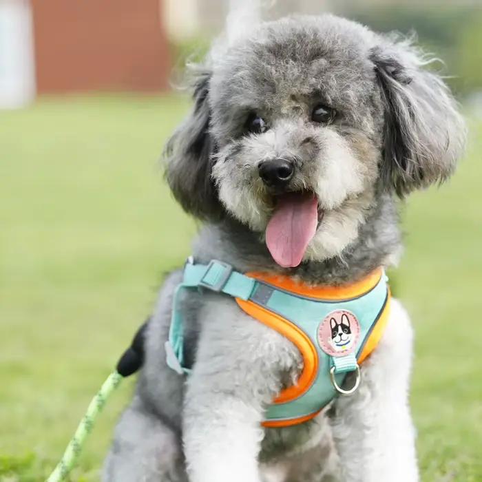 Ensembles de harnais et de laisse pour chien