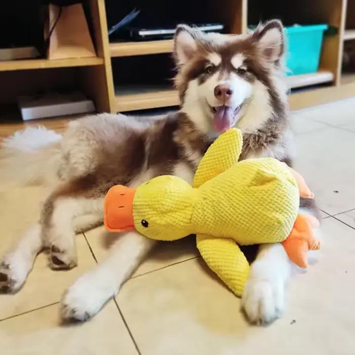 Chien de compagnie dormant avec des jouets de canard pour soulager l'ennui du petit