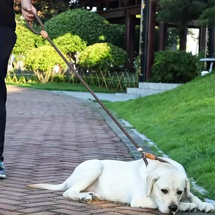 Laisse d'entraînement pour chien de 1