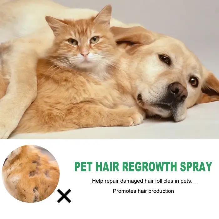 Traitements contre la perte de cheveux pour chiens