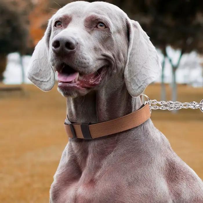 Collier pour animaux de compagnie en chaîne P antidéflagrant adapté aux chiens moyens et grands/perrues