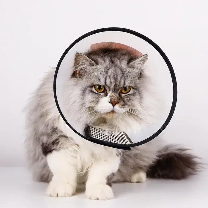 Collier de récupération anti-rayures pour chien et chat