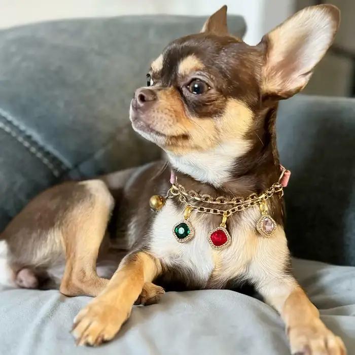 Collier réglable avec pendentif en diamant pour animaux de compagnie