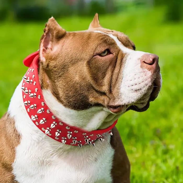 Grand collier de chien à pointes pour les races moyennes et grandes L-3XL Pitbull Mastiff Boxer cuir PU 4 couleurs