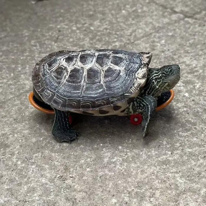 Jouet pour animaux de compagnie : Mini-trotinette