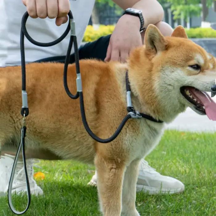 Laisse à double poignée réglable pour chien