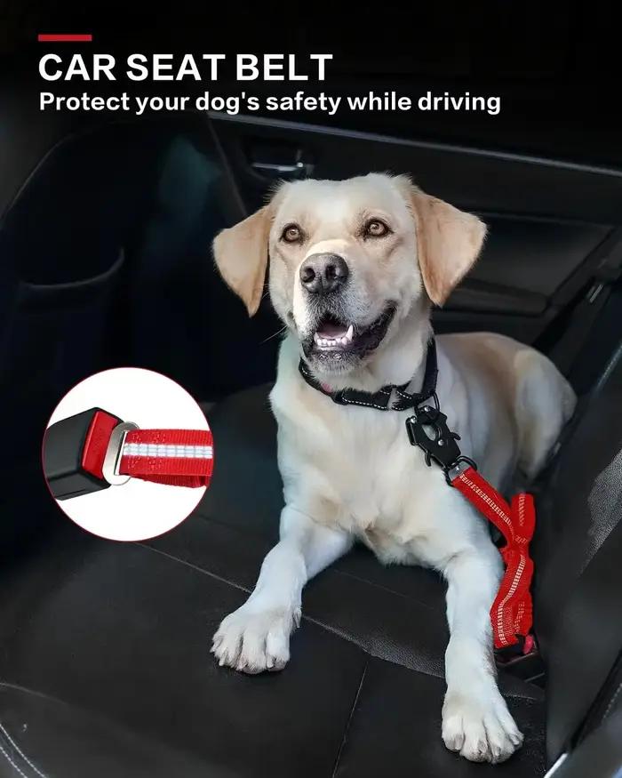 Laisse tactique pour chien