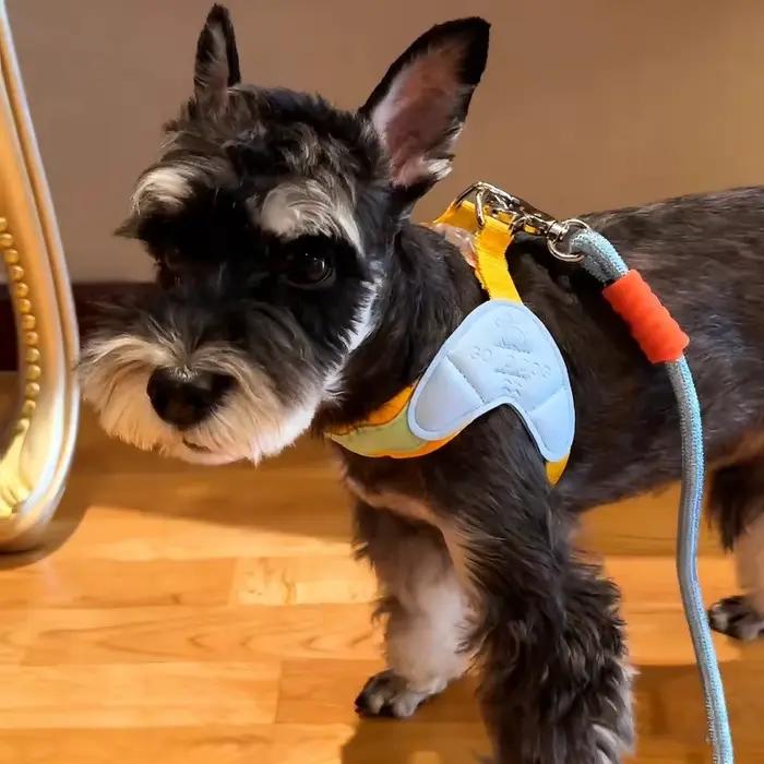 Harnais pour chien en forme de Y pour petit chien Shiba Inu