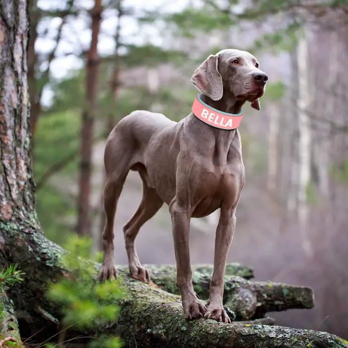 Large collier de chien personnalisé en cuir PU colliers d'étiquette de chiens personnalisés