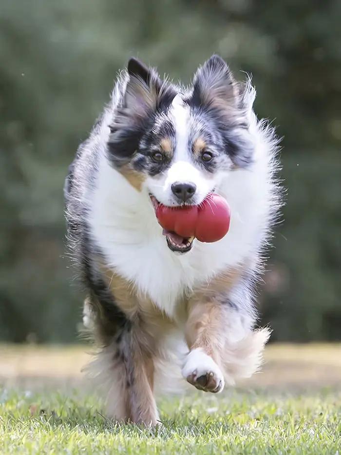 Jouet pour chien en forme de nid d'abeille