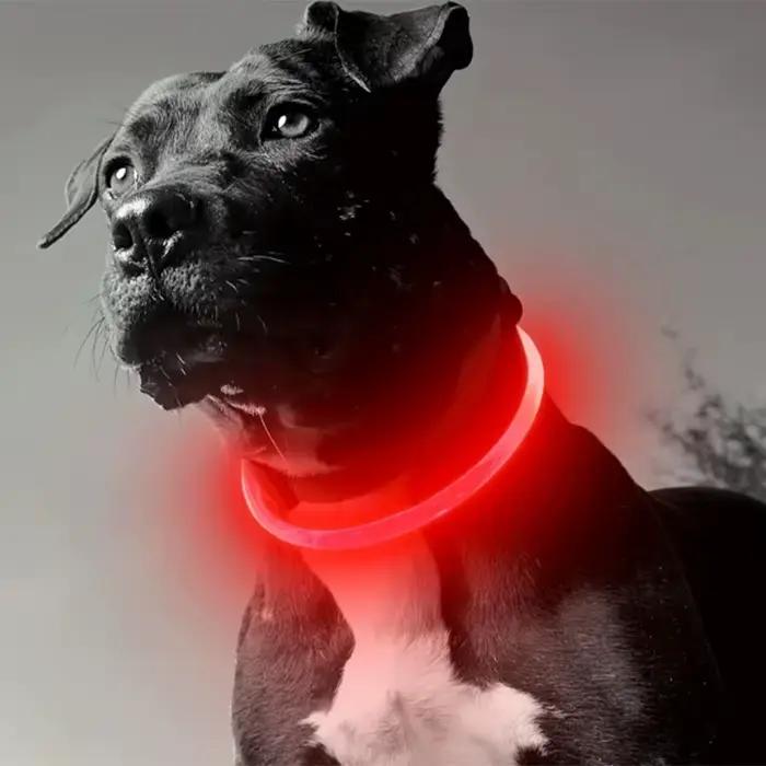 Collier lumineux LED pour chien et chat