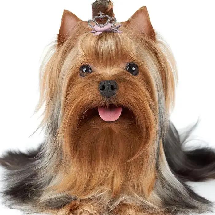 Accessoires pour chiens