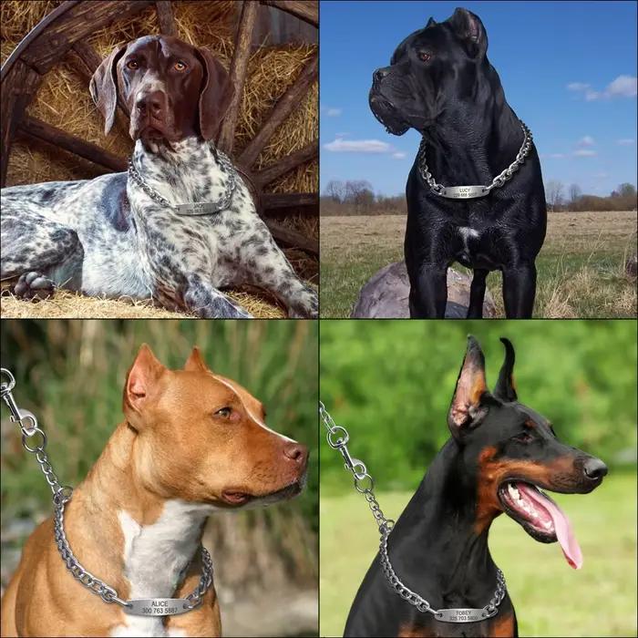 Collier ras du cou personnalisé pour chien