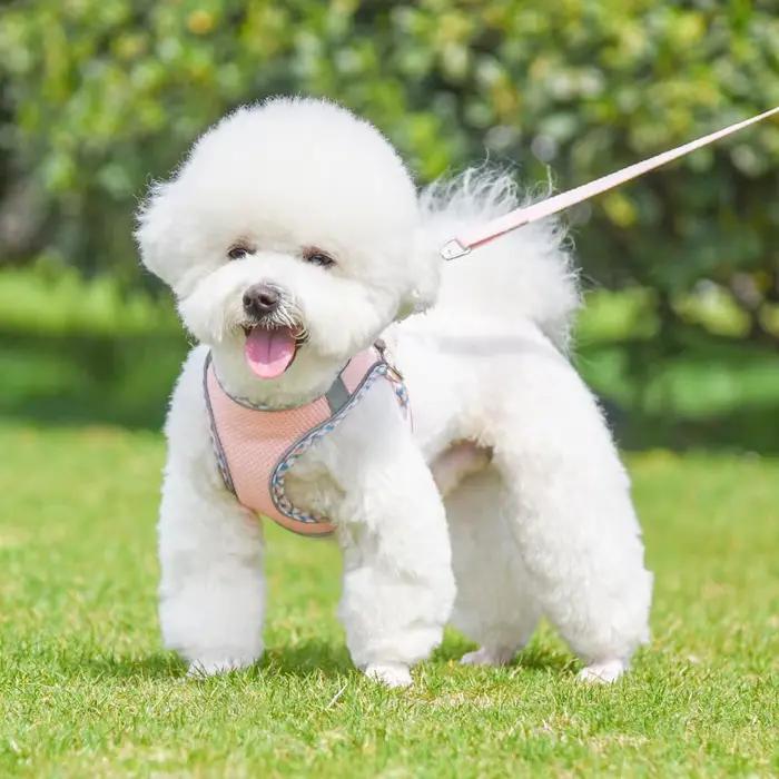 Ensemble harnais et laisse pour la promenade en extérieur pour chiens de petite à moyenne taille