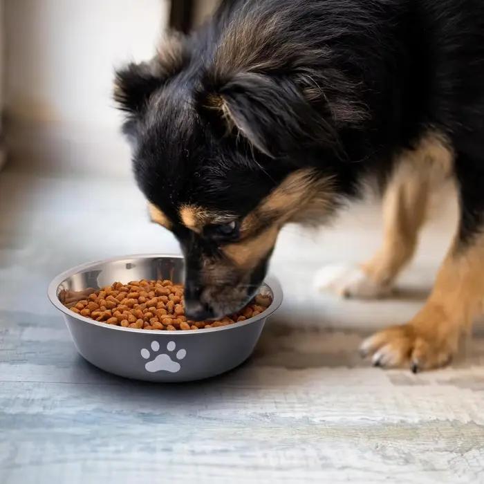 Bols pour chiens