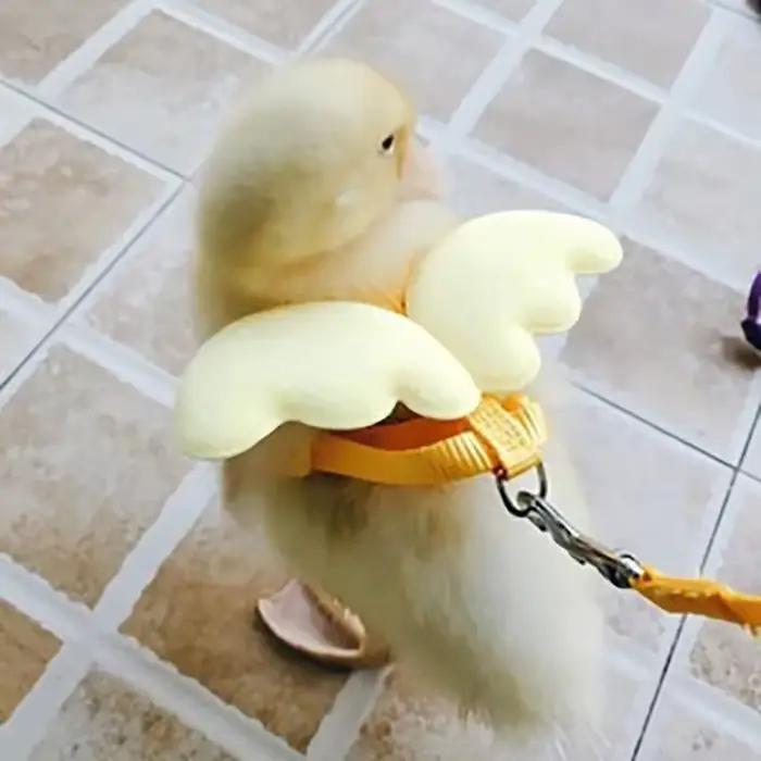 Laisse de canard à ailes mignonnes