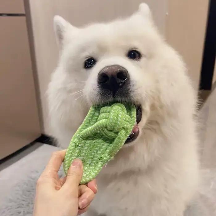 Jouet à nœud de pantoufle en corde de coton pour animaux de compagnie