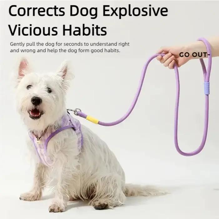 Laisse pour chien, laisse de marche pour animaux de compagnie