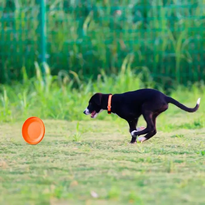 Disque d'entraînement pour chien-animal de compagnie durable pour la formation des chiots et des chiens adultes