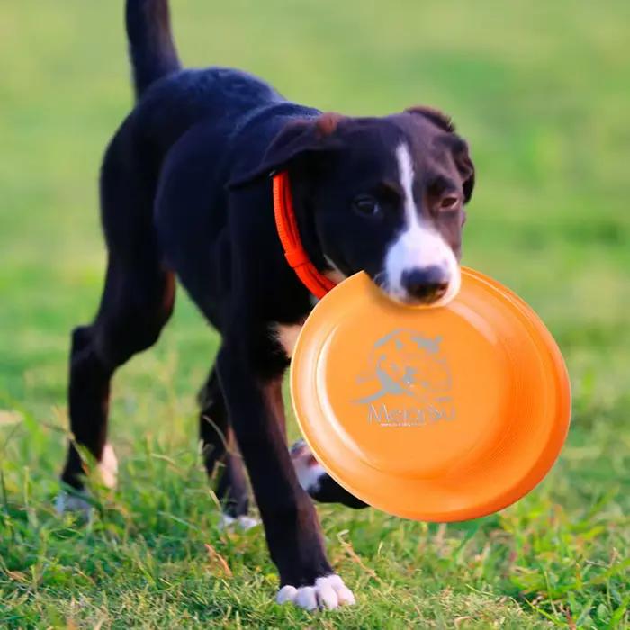 Disque d'entraînement pour chien-animal de compagnie durable pour la formation des chiots et des chiens adultes