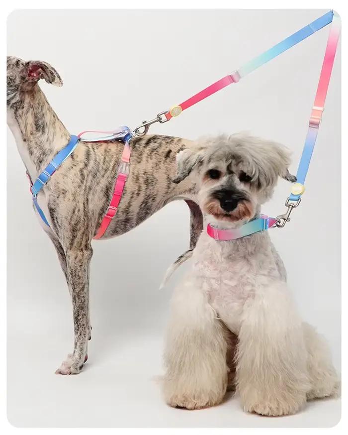 Ensemble de laisse de collier de chien Ombré irisé