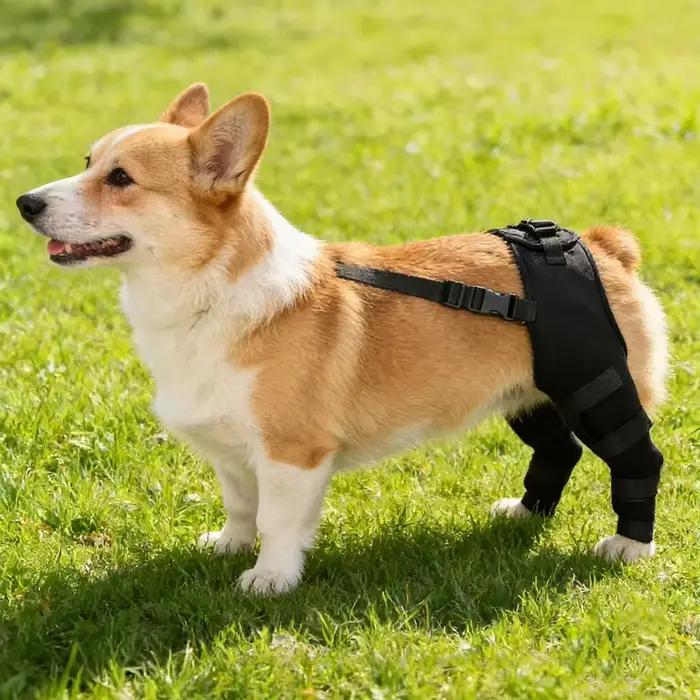 Attelle de soutien réglable pour genou de chien âgé