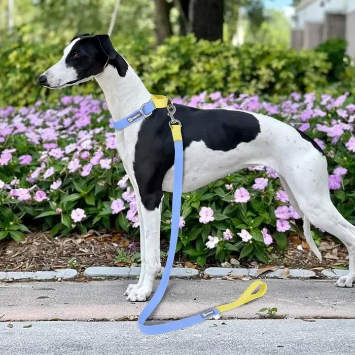 Laisse de collier imperméable conçue pour l'entraînement des chiens