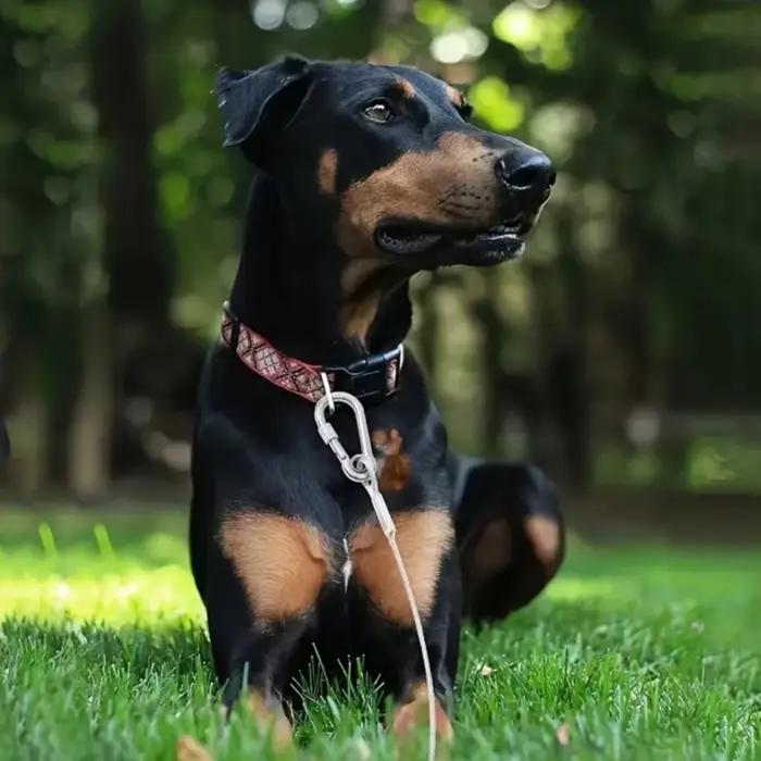 Laisse de câble d'arrimage pour chien à Double tête