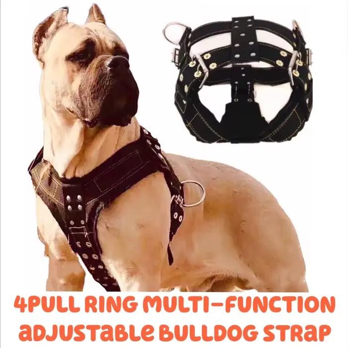 Collier de chien SFP pour grand chien