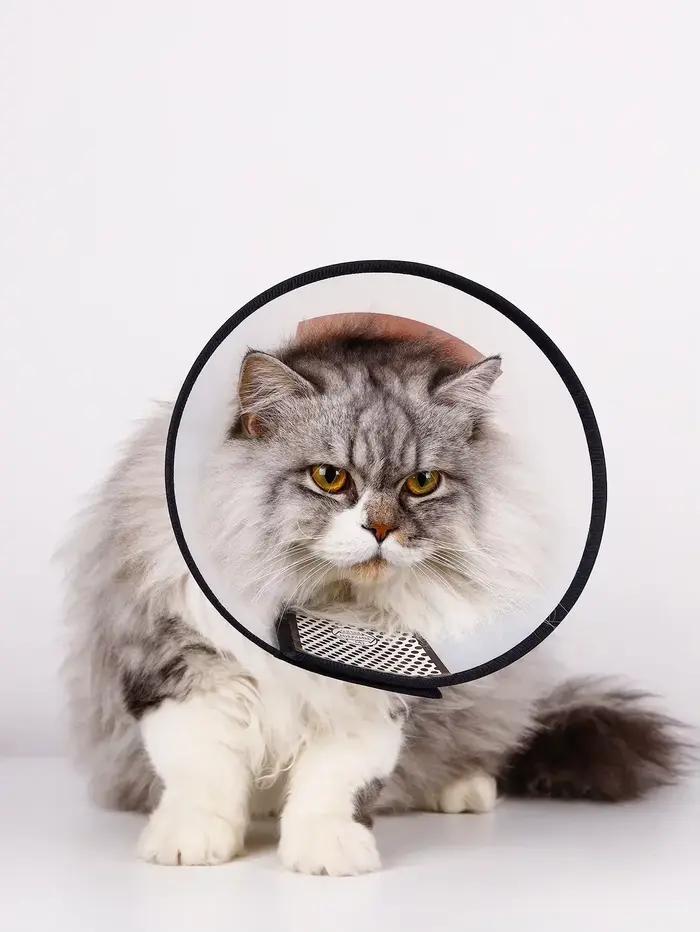 Collier de récupération anti-rayures pour chien et chat