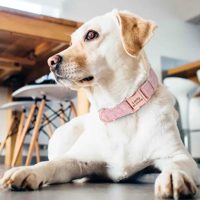 Collier de chien personnalisé réglable de haute qualité